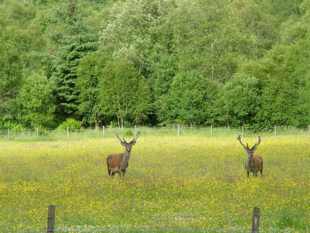 Inverawe Cottages Taynuilt Kültér fotó